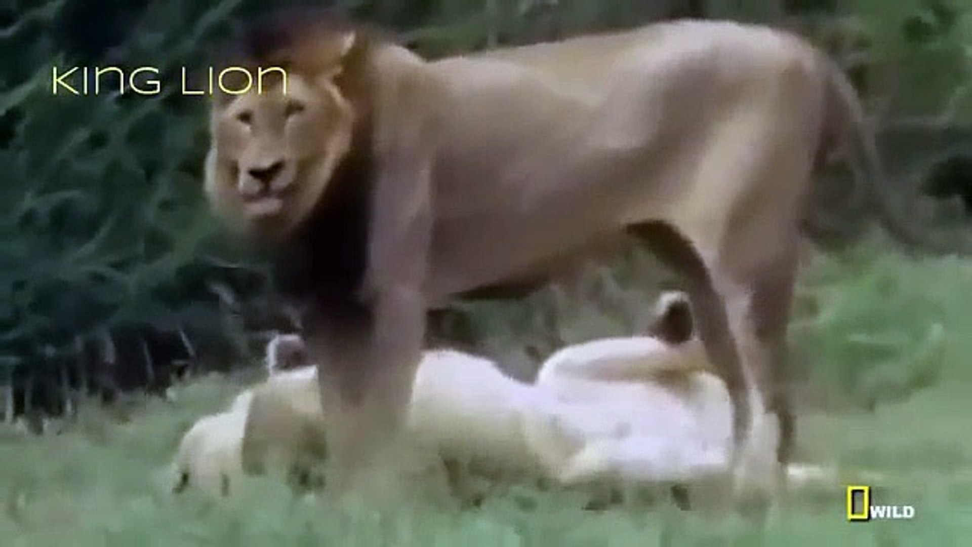 ⁣Lions Attack Hunters Documentaries National Geographic Wild Animal Documentary HD