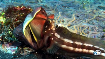 The Neon Green Swell Shark | Shark Week 2015