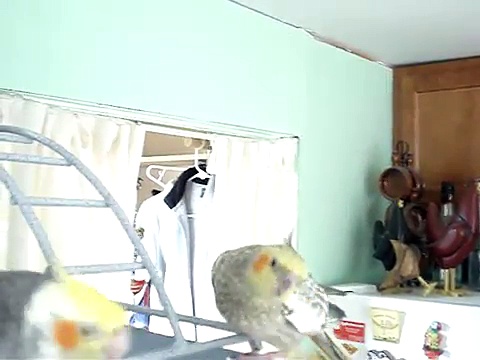 Parrotlets, Cockatiels