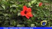 TERLIZZI | Piante e fiori, i rimedi contro il caldo