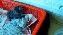 New Born Kittens Abandoned By Mother Cat