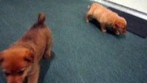Animal Shelter | Puppies for Adoption | Virginia, DC, Maryland, Pennsylvania