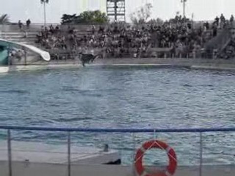 Les dauphins du Marineland