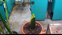 Perry the Corpse Flower ( Titan Arum ) growing from October 13 through 20  2013