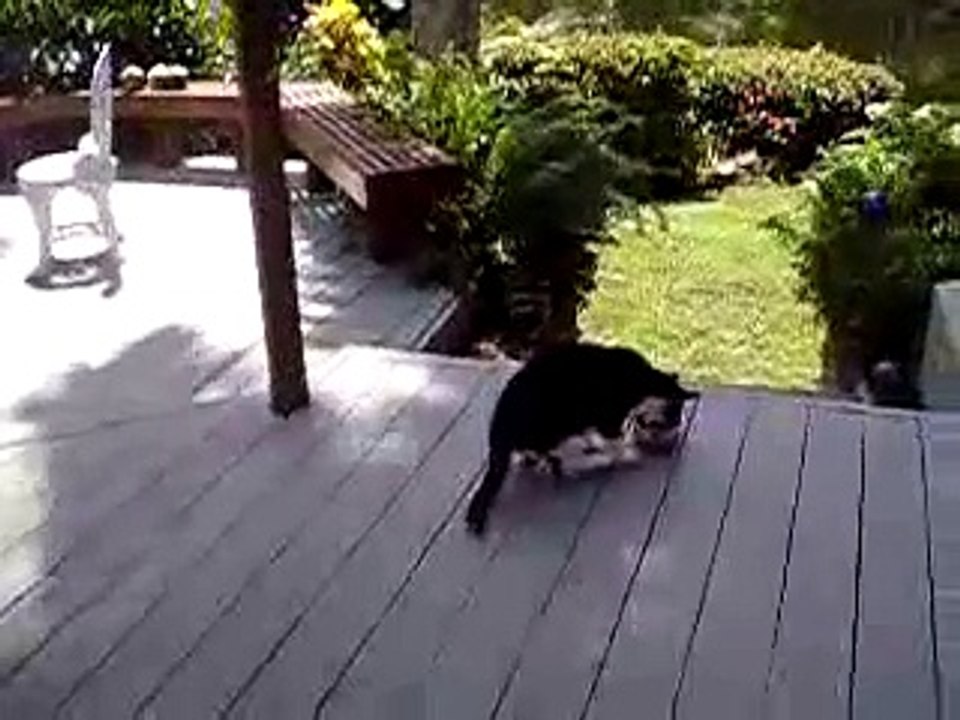 Funny raccoons / Забавные еноты