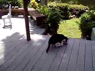 Funny raccoons / Забавные еноты