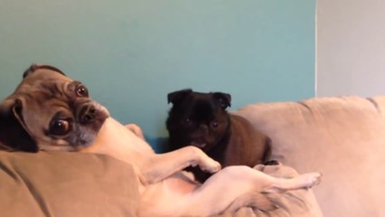 Pugs get caught showing love to each other...