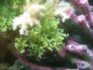 Macroalgae Going Sexual (Caulerpa serrulata) Spawning Event