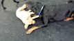 Puppy tackles Rottweiler @ A Joyful Dog