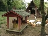 La gallina ovaiola italiana (Vita in Campagna)