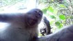 Grizzly, singe ou pieuvre: quand des animaux volent des caméras GoPro - Zapping