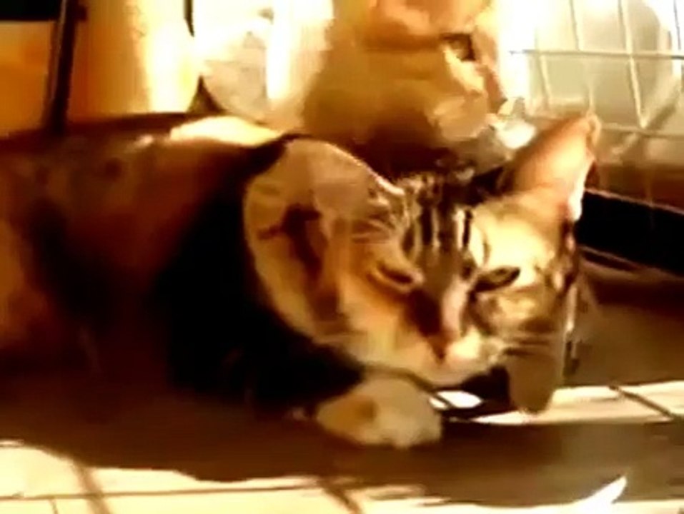 funny cats 17-7-15