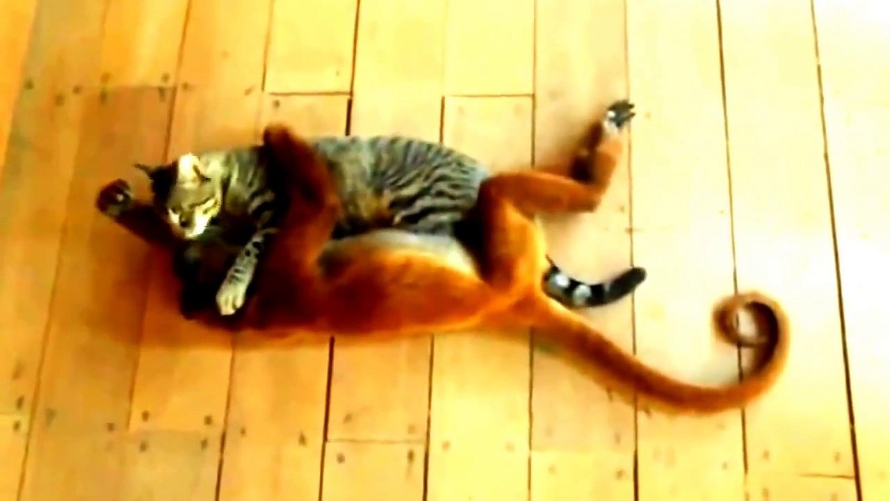 funny dogs 17-7-15