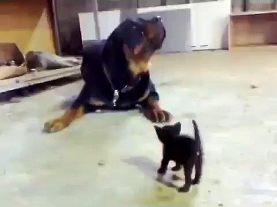 Funny cat kitten video