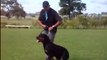 Guarda com Rottweiler ³( K-9 Adestramento e Segurança com cães, FONES: 3272-3772 ou 8119-7368)