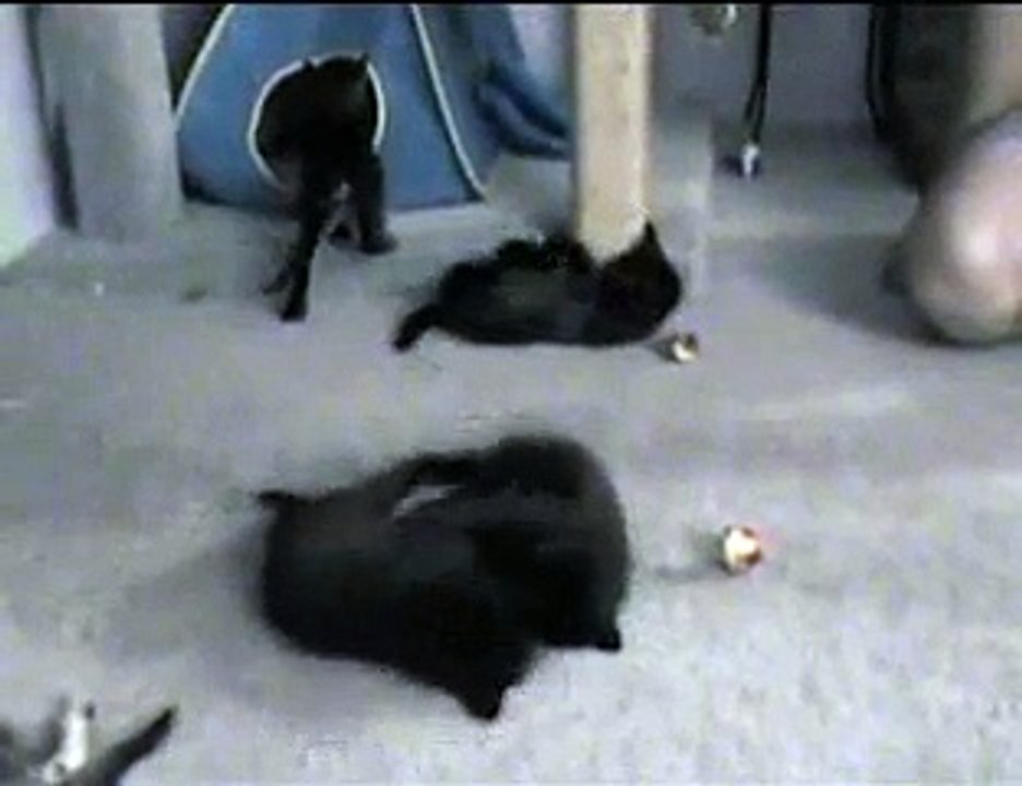Kittens with catnip toys