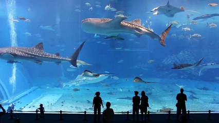 2nd largest Aquarium Tank in the world! Okinawa Churaumi Aquarium - Kuroshio Sea