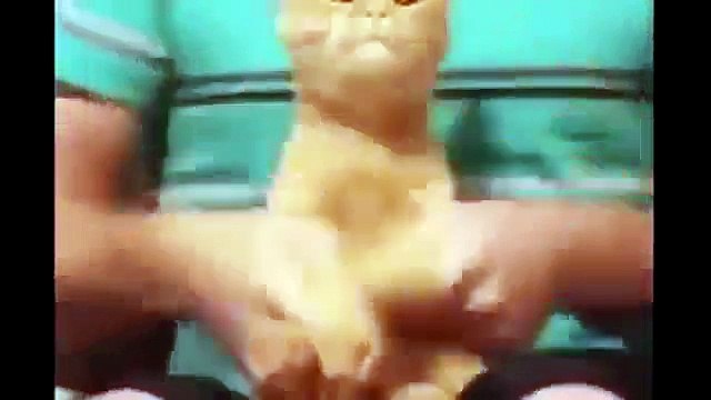 █₧funny cat vines clean funny cat and dog vines funny cat videos best vines funny cat dancing vin