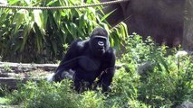 Gorilla Chooses Beer Ingredients - SANTA BARBARA ZOO