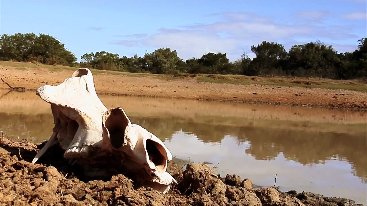 The Water Hole