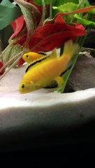 Kakusa ciclidos pareja copula