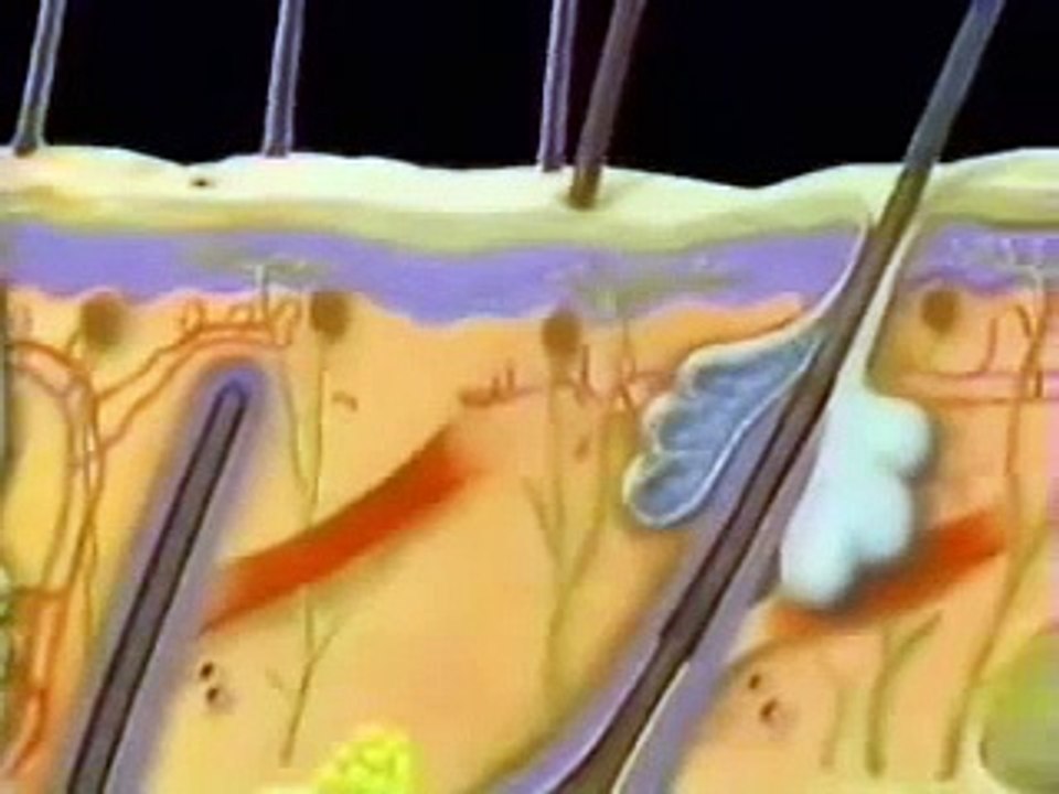 SUPER INTERESSANTE COLEÇÕES - O CORPO HUMANO  -  PELE