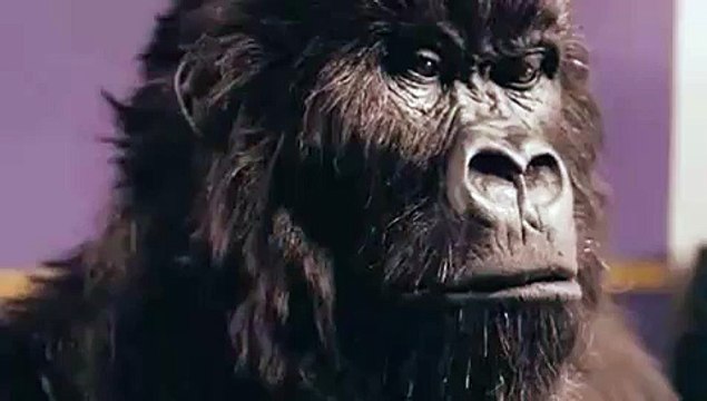 Cadbury Gorilla goes ape on set!