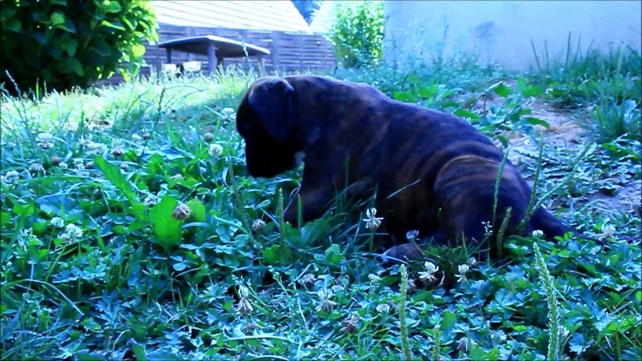 Lonato des Steppes Perdues (IOWA du RANCH de la RIVIERE ESPERANCE X GIOTTO du DOLON / Portée des "L" 2015)