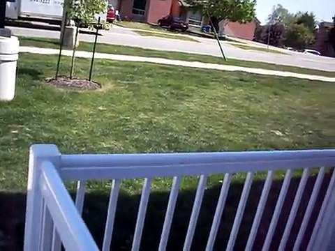 Miisha The Crazy Pug Screaming and Yelling - Funny!