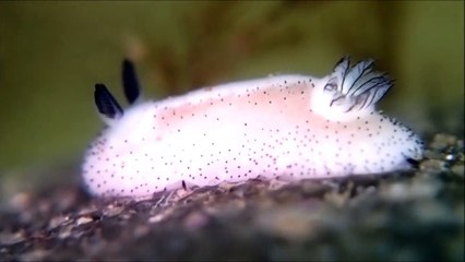 Cette limace de mer ressemble à un petit lapin trop mignon
