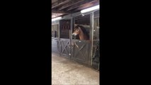 Un cheval s'évade de son box! Facile...