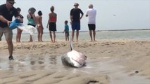 Sauvetage d'un grand requin blanc échoué sur une plage