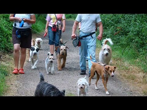 Paseo con perros de ALBA