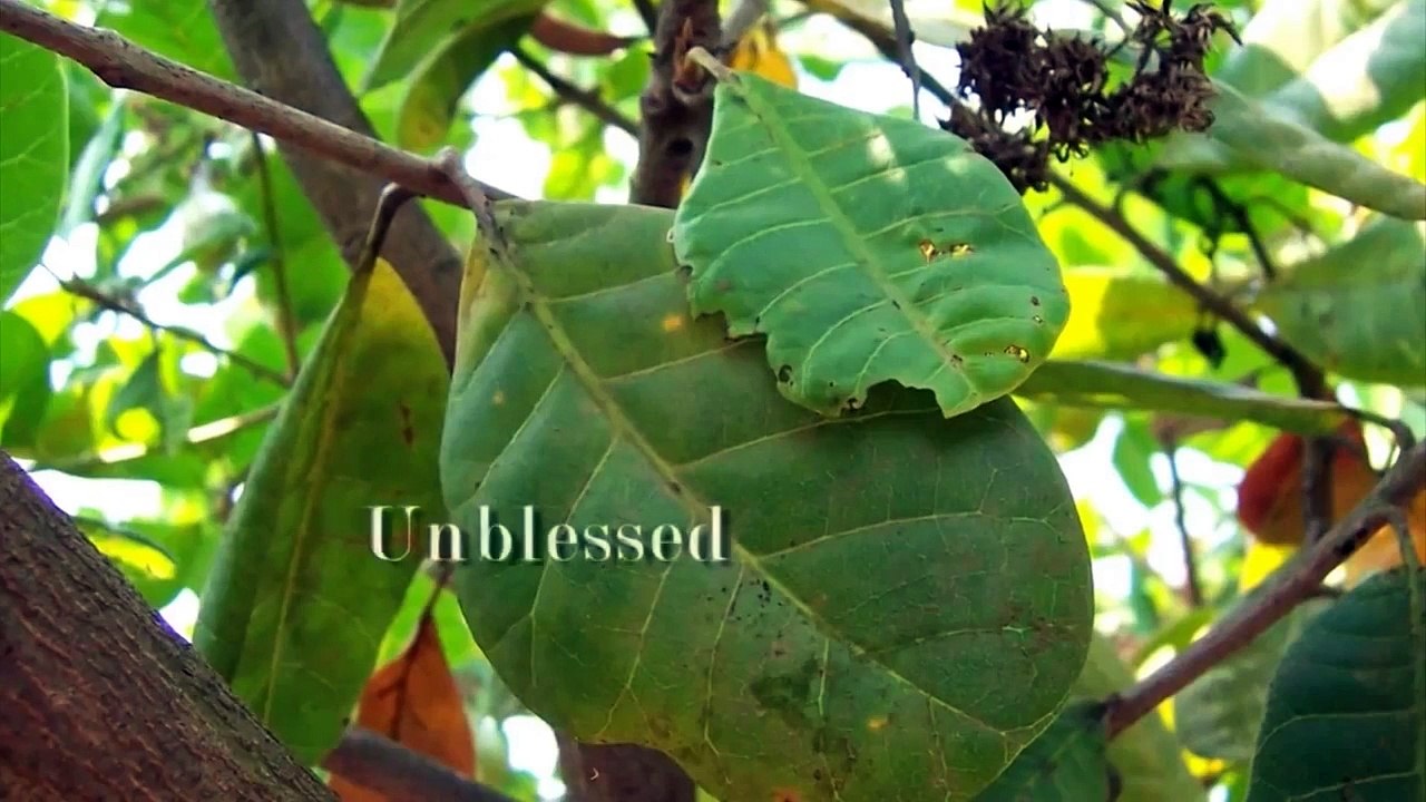 Dr Rustum Roy about Mahendra Trivedi