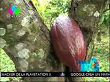 Reportaje Especial: Creciendo Juntos Productores de Cacao en Matiguas.