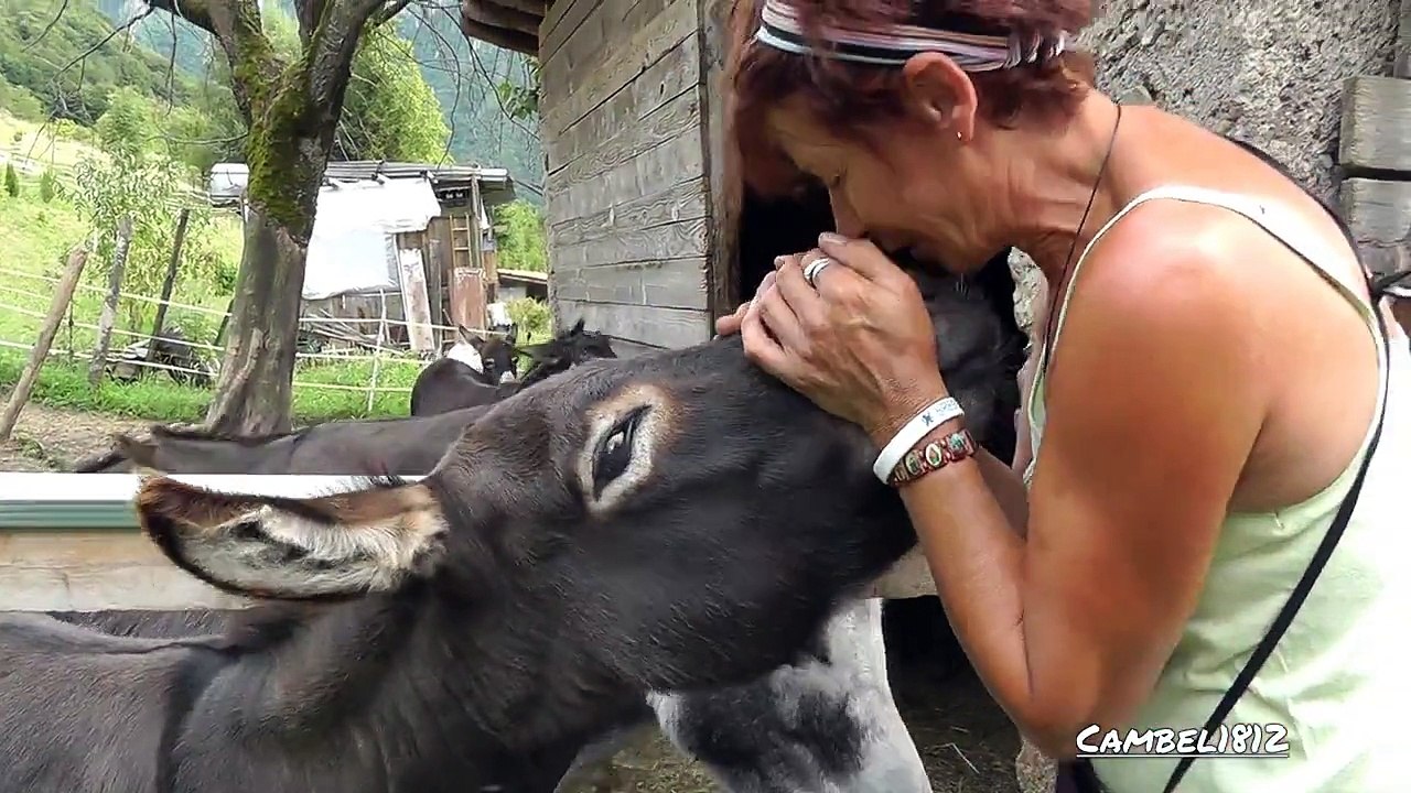 Gli asini di Rita