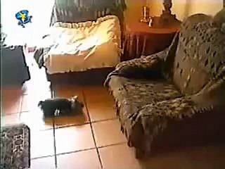 震驚全美強暴案現場實錄