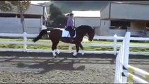 Gorgeous 1999 Holsteiner dressage mare 'Ooduls'-canter work