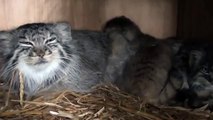 Pallas Cat Kittens - 7 weeks old pt3