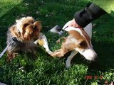YORKSHIRE TERRIER - JACK RUSSELL PUPPIES Playing!