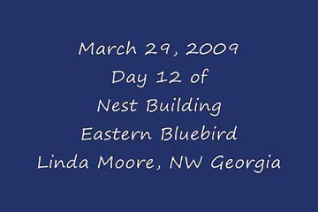 Eastern bluebird nest building day 12-March 29, 2009