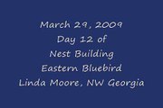 Eastern bluebird nest building day 12-March 29, 2009