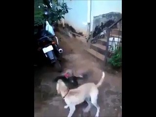 GALLO VALIENTE SE ENFRENTA A PERRO