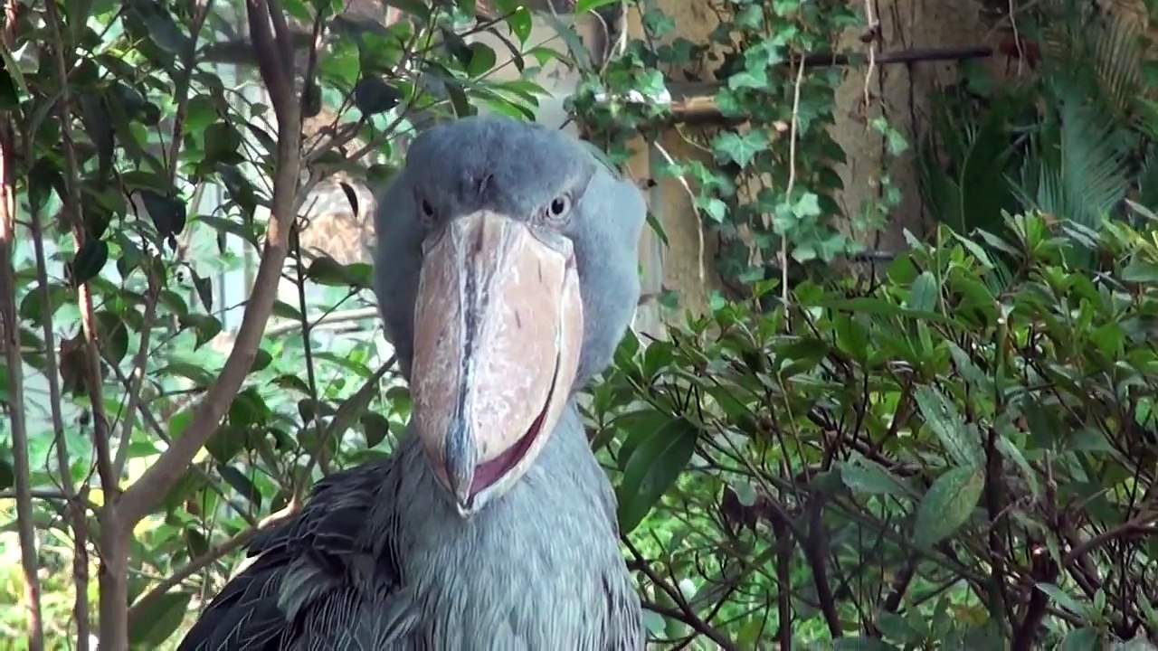飼育員さんにアピールするハシビロコウさん