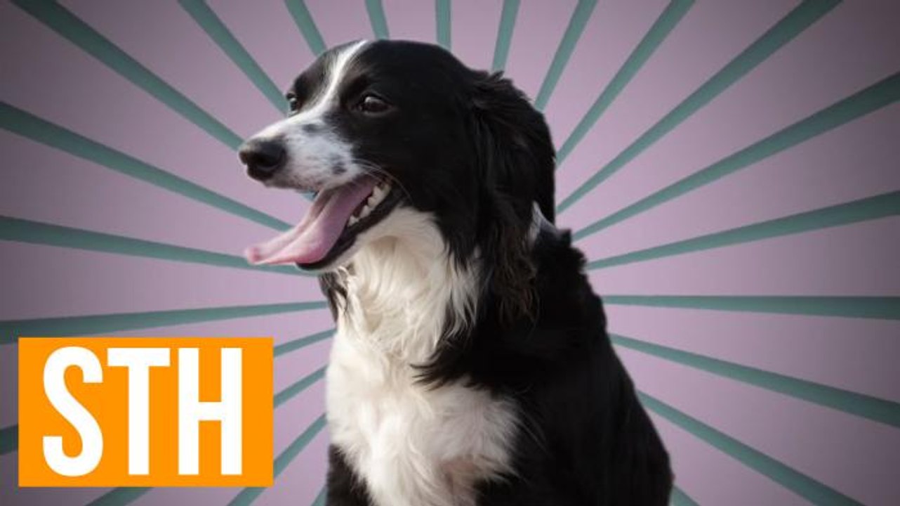 The Crazy "Don't Leave Your Dog In A Hot Car" PSA That We Made Crazier