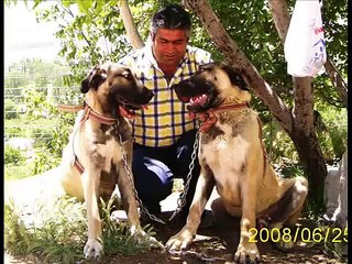 kangal-malaklı