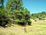 Private & Secluded Acreage -- Pagosa Springs D. West Davies