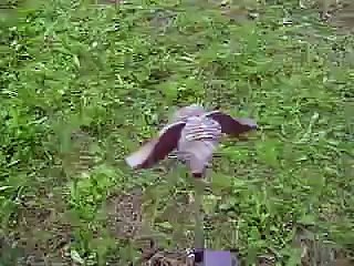 Olimpics Richiami Per la Caccia