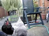 Chickens Eating MEALWORMS! - Up Close and Personal