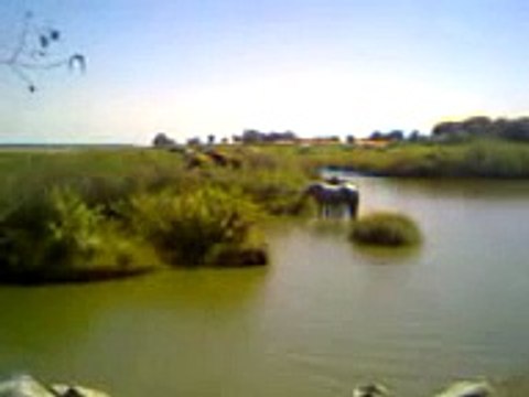 Caballos salvajes en Doñana.3gp